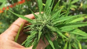 cannabis