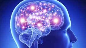 human brain