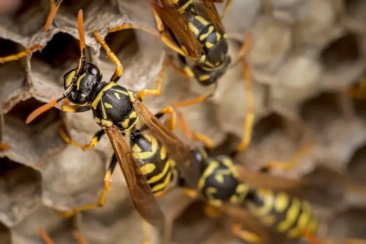 sfigges wasp