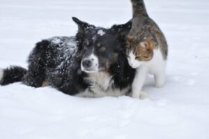 dog- cat snow animal