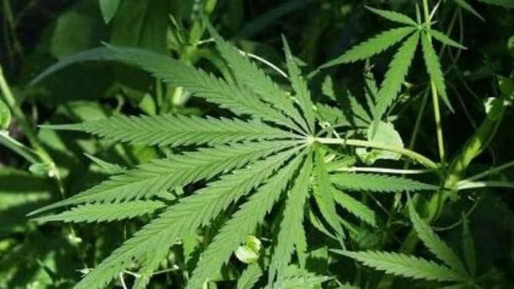 ΚΑΝΝΑΒΗ-kannabis