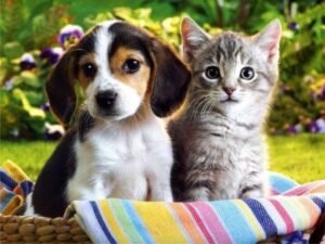 dog cat