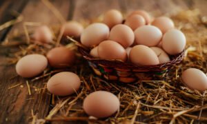 avga egg