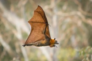 Fruit bat