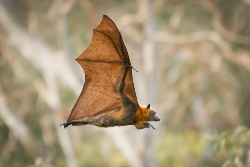 Fruit bat