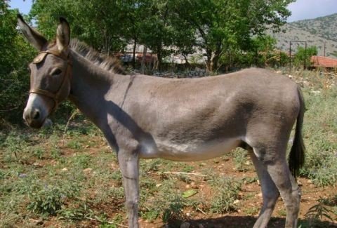 gaidaros - donkey
