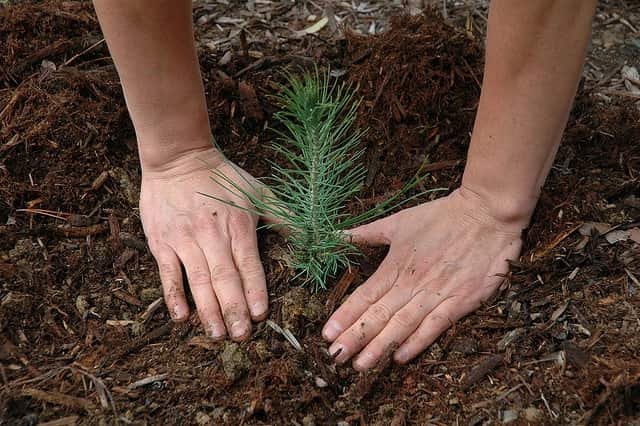 δενδροφύτευση- tree palnting dendrofitefsi