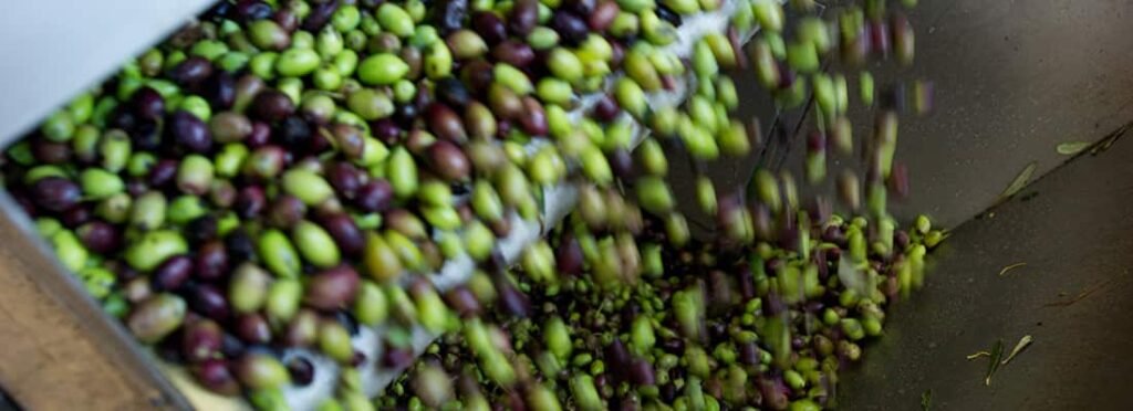 elaiotriveio- ελες olive