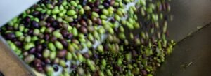 elaiotriveio- ελες olive