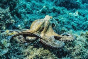 Octopus octapus