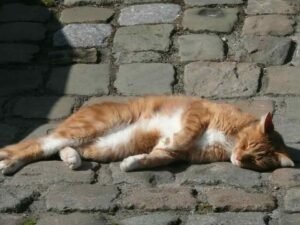 cat-sleeping