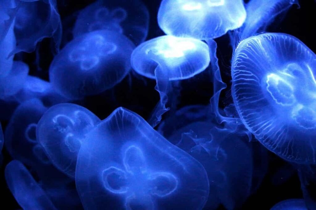 jellyfish blue medouses