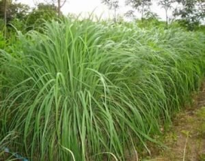 Citronella plant