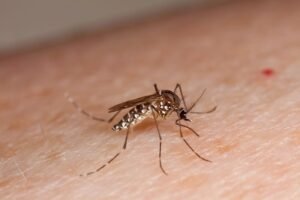 mosquito kounoupi