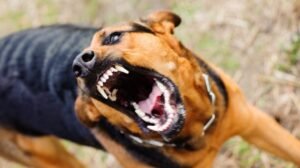 dog agressive