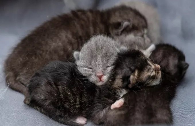 gatakia_kittens cats