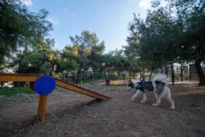 DOG-PARKS-min