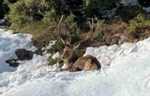 ελαφι deer
