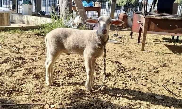 arnaki sheep-min