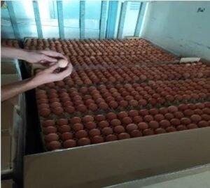 avga eggs