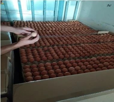 avga eggs