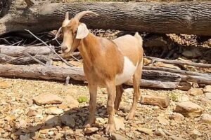 Goat-01-