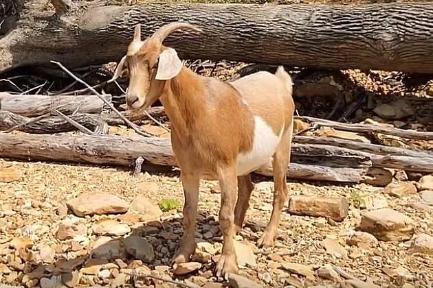 Goat-01-