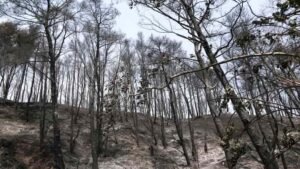 fire pyrosvest kamena-min(1)