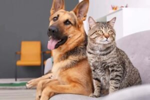 dog and cat-min