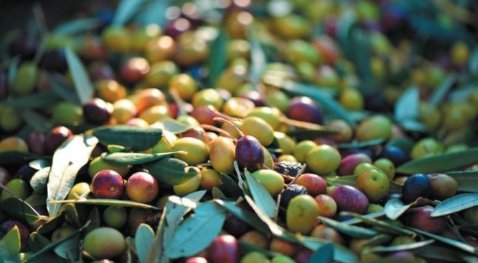 elies- olive