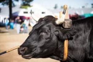 cow animal