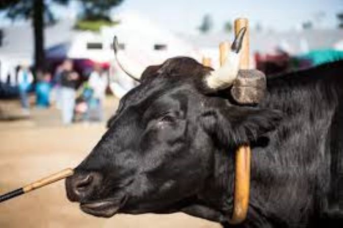 cow animal