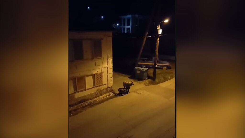 Κοζάνη: Αρκούδα με αρκουδάκι κυκλοφορεί μέσα σε χωριό (βίντεο)