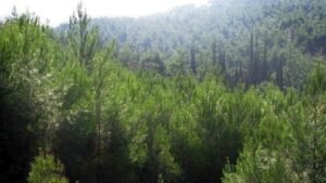 ΥΠΕΝ:Συνεργασία Ελλάδας-Γαλλίας για τη διαχείριση των δασών