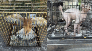 Δύο συλλήψεις για παράνομο εμπόριο ζώων – Είχαν σε κλουβιά σκυλάκια, γάτα και γεράκι