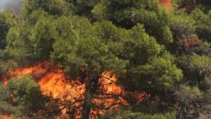 Πυρκαγιά σε χαμηλή βλάστηση στους Τσακαίους Ευβοίας – Μήνυμα 112