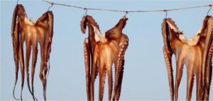 Ψάρια: Φόβοι για ανατιμήσεις στα εισαγόμενα λόγω του πολέμου στη Μέση Ανατολή – enikonomia.gr