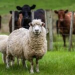 Μεσότοπος Λέσβου: Κτηνοτρόφοι σε κινητοποίηση “Δεν θα επιτρέψουμε τον αφανισμό μας”