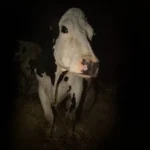 Σινεμά στην Ταράτσα του ΕΜΣΤ: Προβολή της ταινίας Cow της βραβευμένης με Όσκαρ σκηνοθέτιδας Άντρεα Άρνολντ