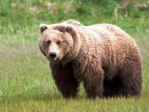 Νεκρή αρκούδα 300 κιλών από πυροβολισμό στον Σταυροπόταμο Καστοριάς