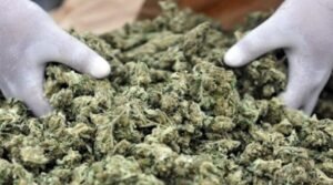 Ρέθυμνο: Εντοπίστηκαν δεκάδες δενδρύλλια κάνναβης σε οκτώ φυτείες
