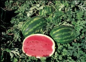 Παραγωγοί σε… απόγνωση: Έμειναν τα καρπούζια στα χωράφια – Τα προβλήματα που αντιμετωπίζουν – enikonomia.gr