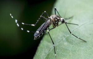 ΕΟΔΥ: 75 κρούσματα λοίμωξης από τον ιό του Δυτικού Νείλου και 5 θάνατοι