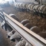 Λέσβος: Οι κτηνοτρόφοι σε αδιέξοδο – Δραματικό το οικονομικό κόστος για την τοπική κοινωνία