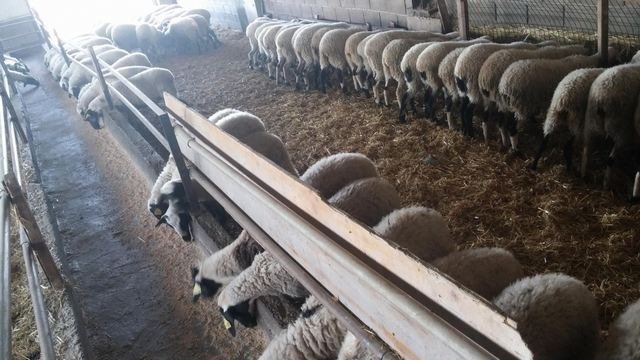 Nέο πρόγραμμα κατάρτισης ανέργων στη διαχείριση ζωονόσων από ΔΥΠΑ και ΕΛΓΟ-ΔΗΜΗΤΡΑ