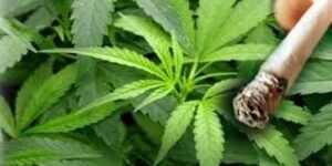 Αστυνομική επιχείρηση για μεγάλη χασισοφυτεία στα Γιάννινα