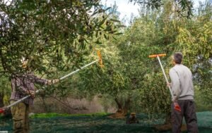 Παραγωγή 200.000 τόνων πράσινης ελιάς Χαλκιδικής- Στους 45.000 η παραγωγή ελιάς Αμφίσσης