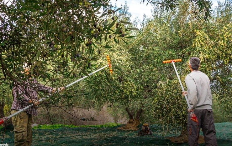 Παραγωγή 200.000 τόνων πράσινης ελιάς Χαλκιδικής- Στους 45.000 η παραγωγή ελιάς Αμφίσσης