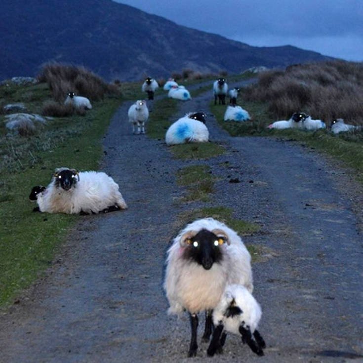 ΥΠΑΑΤ: Ποσό 10 εκατ. ευρώ στις Περιφέρειες για αποζημιώσεις λόγω ευλογιάς