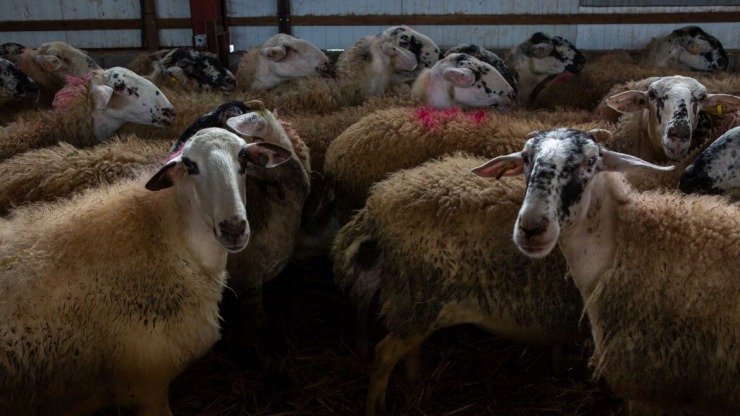 Τσιάρας: Σύσταση εθνικής επιστημονικής επιτροπής για την ευλογιά των αιγοπροβάτων